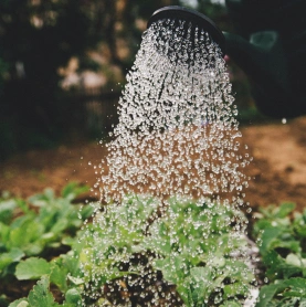 Watering Plants